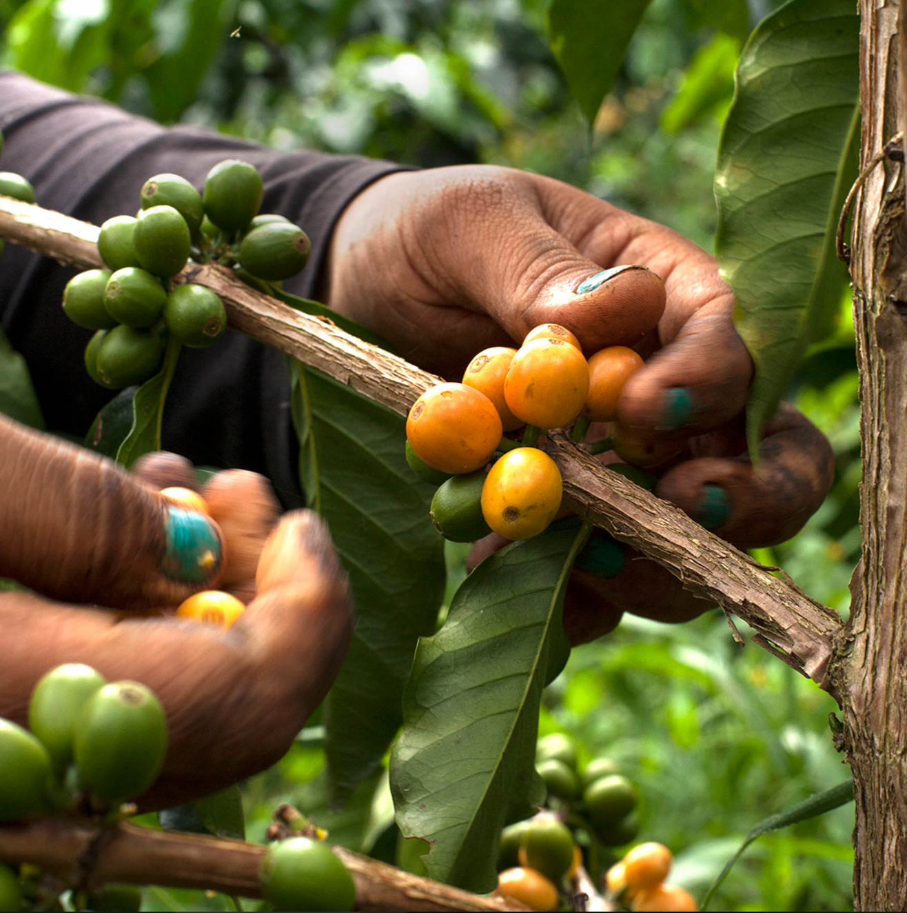 Colombia Manantiales del Frontino