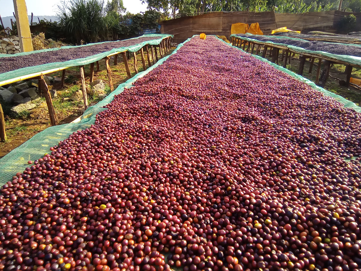 Ethiopia Worka Nenke Washed