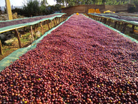 Ethiopia Worka Nenke Washed