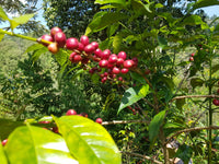 Ethiopia Worka Nenke Washed