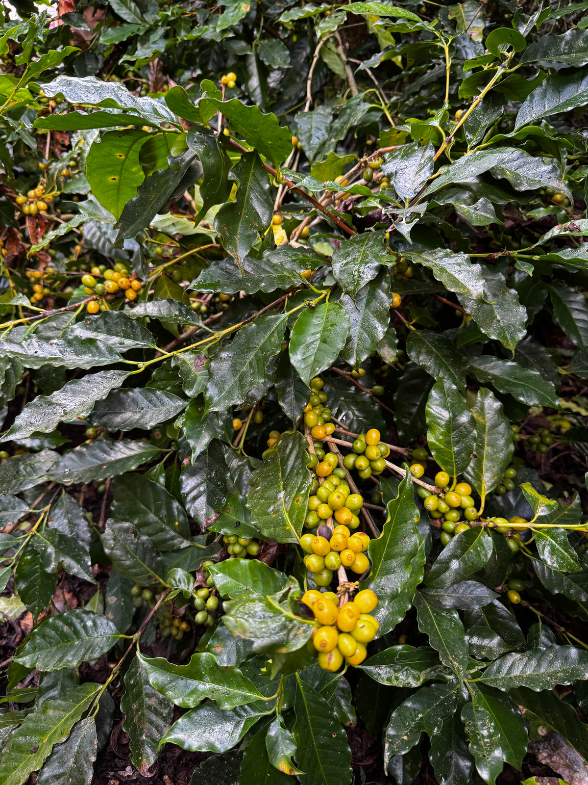 Doi Saket Yellow Catimor Honey