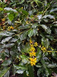 Doi Saket Yellow Catimor Honey