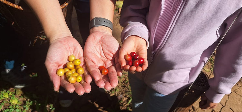 Doi Pang Bong Washed